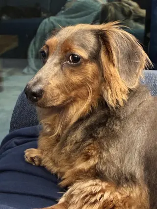 Benji