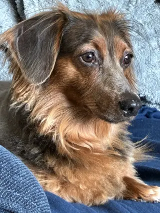 Benji