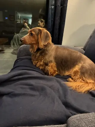 Benji