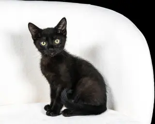 Henri (bonded w/Eloise Loo)