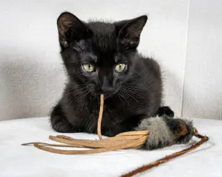 Henri (bonded w/Eloise Loo)