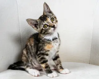 Eloise Loo (bonded w/ Henri)