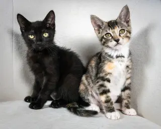 Eloise Loo (bonded w/ Henri)