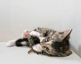 Eloise Loo (bonded w/ Henri)