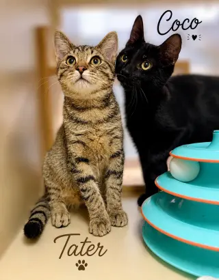 Tater (FCID# 06/10/2026-109) Jenkintown PS