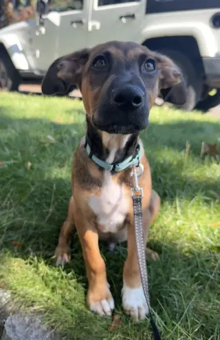 Bergamot (TN B Litter)