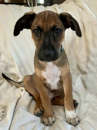 Bergamot (TN B Litter)