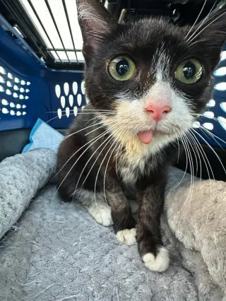 Spideycat