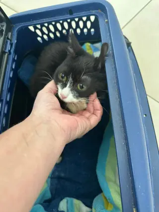 Spideycat