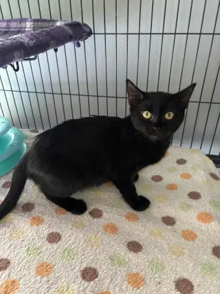 Siyah