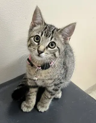 Kitten Razzles