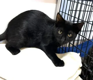 Kitten Zulu