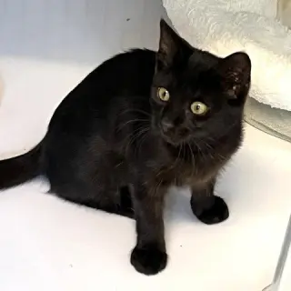 Kitten Zira