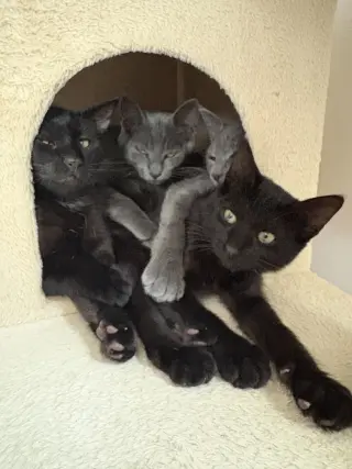 Kitten Zira
