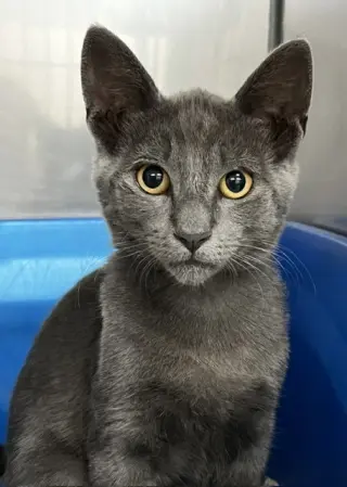 Kitten Zebo