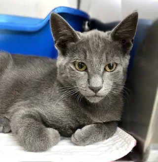 Kitten Zebo