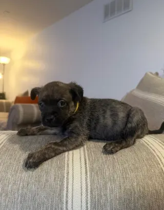 Otter