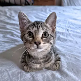 Sadie