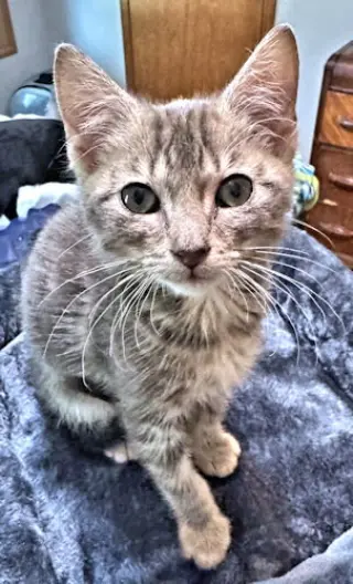Mouse