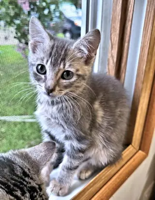 Mouse