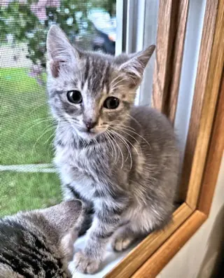 Mouse