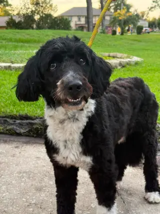 Remington