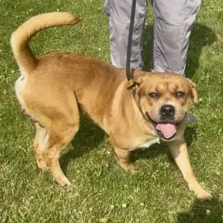 Pound Dog-Otis #190694-Courtesy Listing