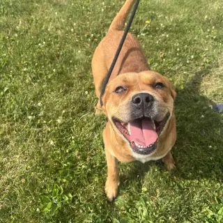 Pound Dog-Otis #190694-Courtesy Listing