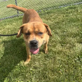 Pound Dog-Otis #190694-Courtesy Listing