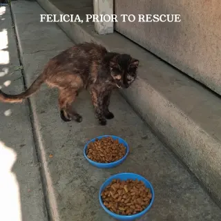 Felicia