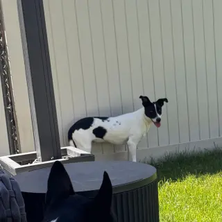 Domino