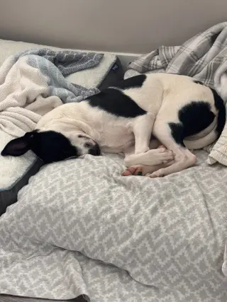 Domino