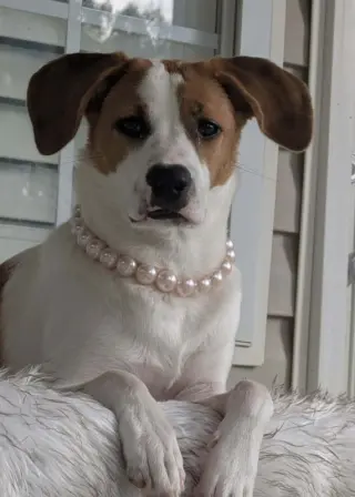 Tinsel *Adopt or Foster*