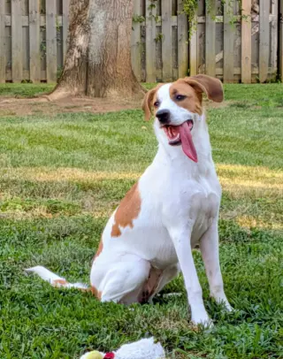 Tinsel *Adopt or Foster*