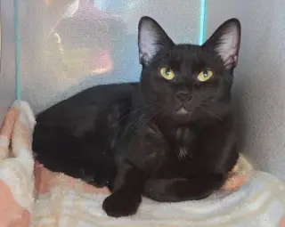 Eloise
