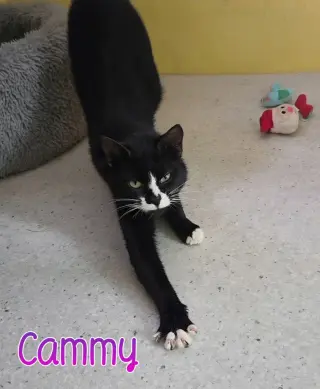 Cammy