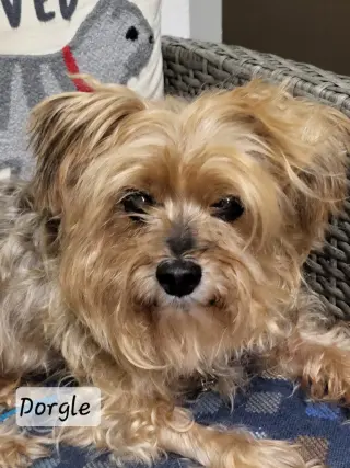 Dorgle