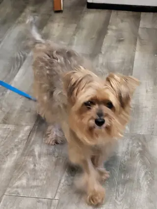 Dorgle
