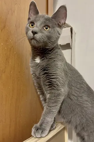 Portabella-Meet at Mechanicsburg Petco!