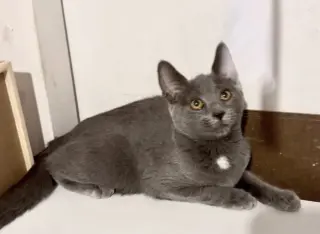 Portabella-Meet at Mechanicsburg Petco!