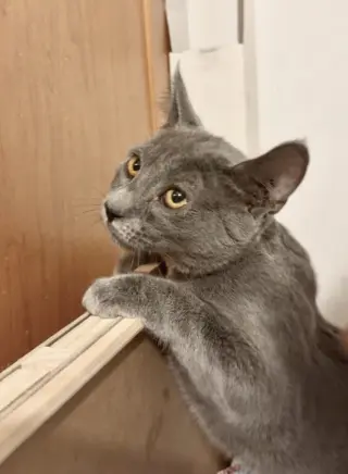 Portabella-Meet at Mechanicsburg Petco!