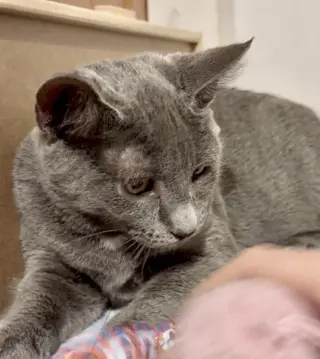 Portabella-Meet at Mechanicsburg Petco!