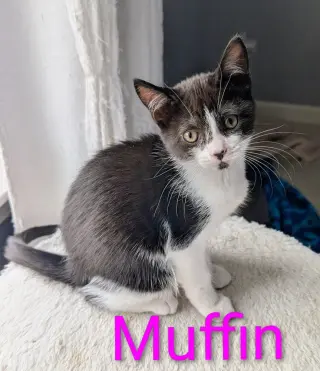 Muffin