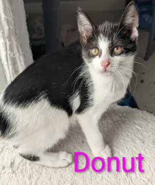 Donut