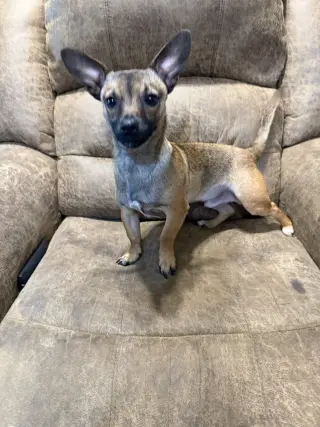 Mr. Pickles