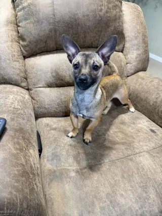 Mr. Pickles