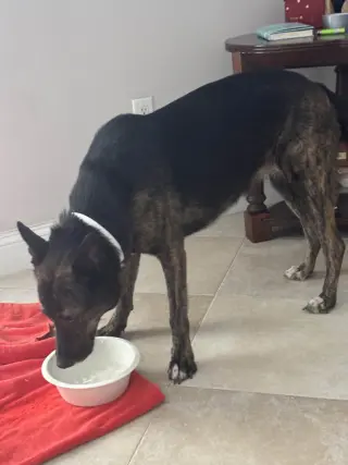 Maya - Located in Florida