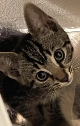 Skeeter