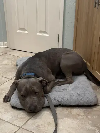 Boris