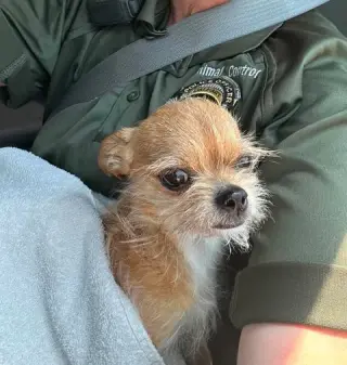 Chico